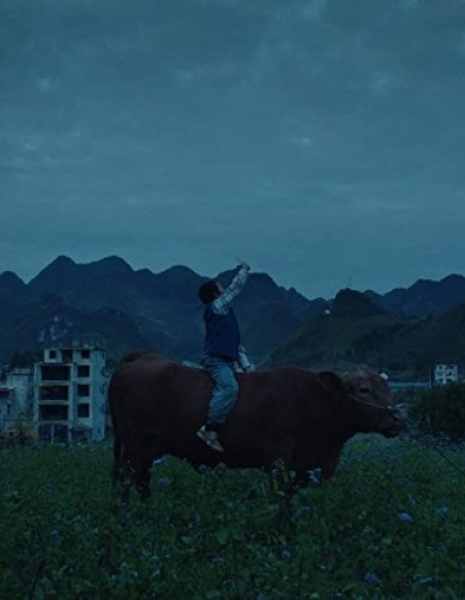 Сяо Хуэй и его коровы / Xiao Hui and His Cows / 小晖和他的牛