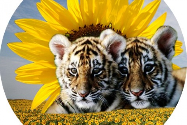 Тигрята на подсолнухе