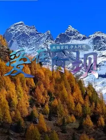 Дорама Любовь в Аба / Ai Zai A Ba  /  爱在阿坝