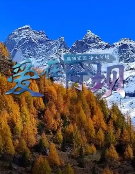 Любовь в Аба / Ai Zai A Ba  /  爱在阿坝