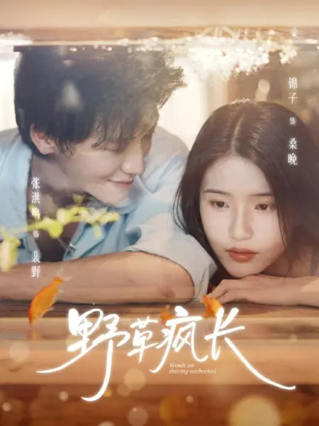 Дорама Дикие травы не знают преград / Weeds Are Thriving Unchecked  /  野草疯长