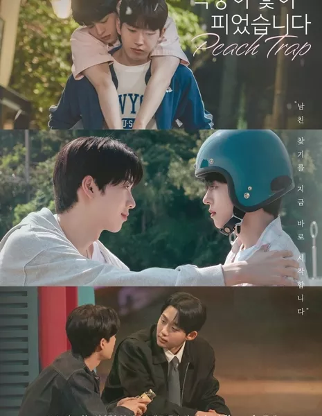 Персиковая ловушка / Peach Trap  /  복숭아 꽃이 피었습니다