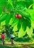 Тайны острова Личи / Secrets Happened on the Litchi Island  /  荔枝树下热烈岛