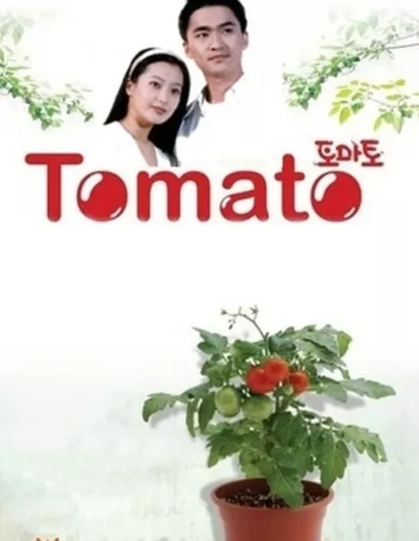 Томато / Tomato / 토마토 / To-ma-to